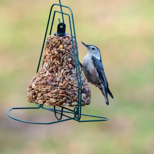 White-breasted nuthatch at bell feeder.